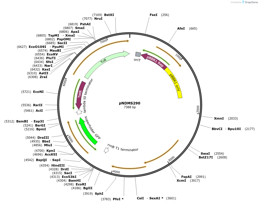 248097-plasmid-map-sequence-id-495376
