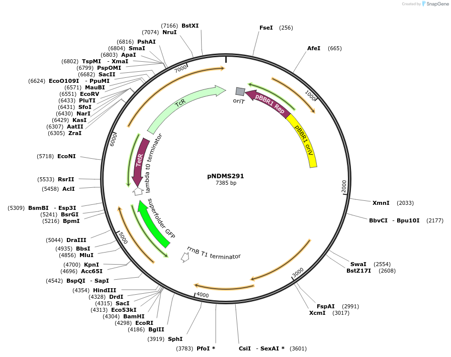 248098-plasmid-map-sequence-id-495377