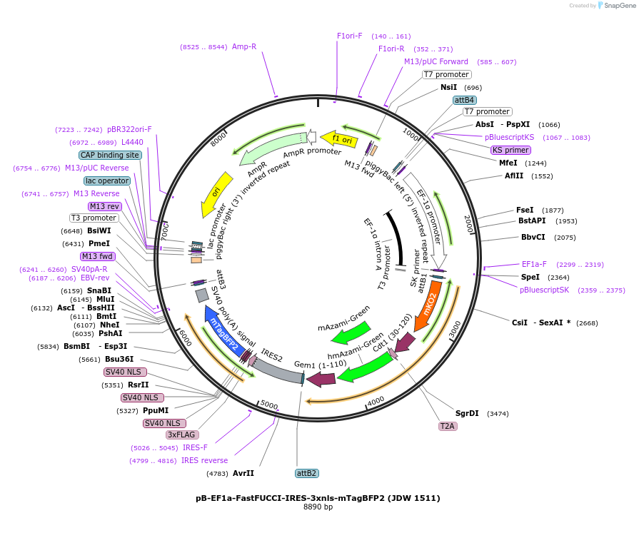 242599-plasmid-map-sequence-id-495380