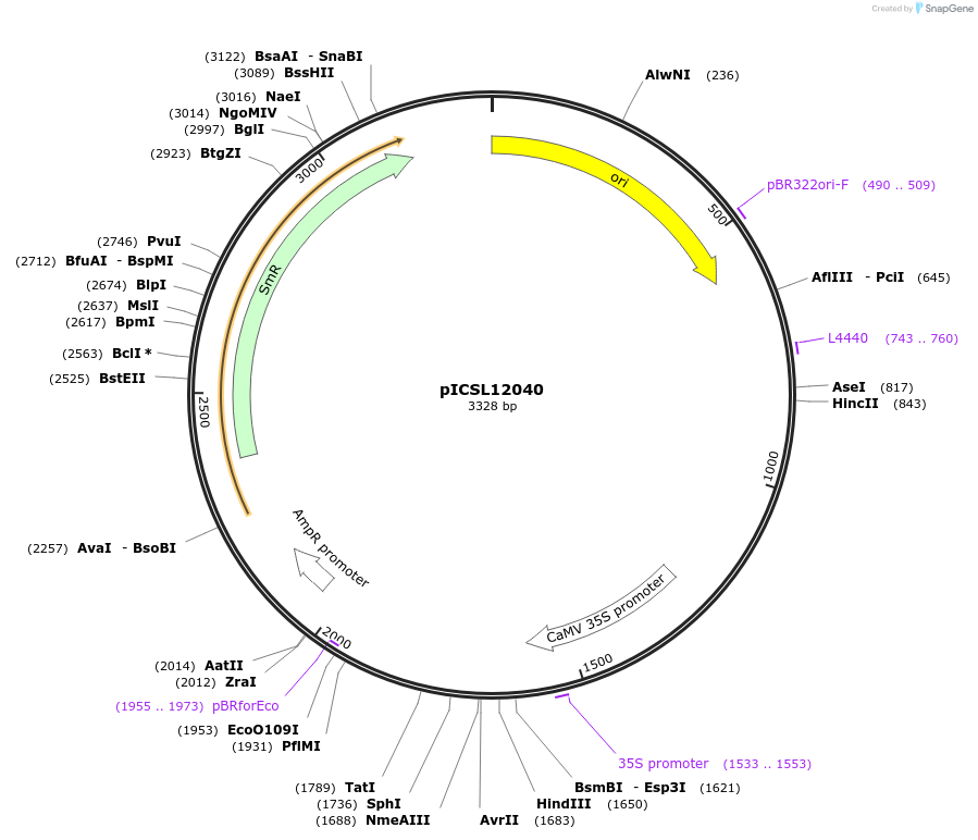 245642-plasmid-map-sequence-id-495387