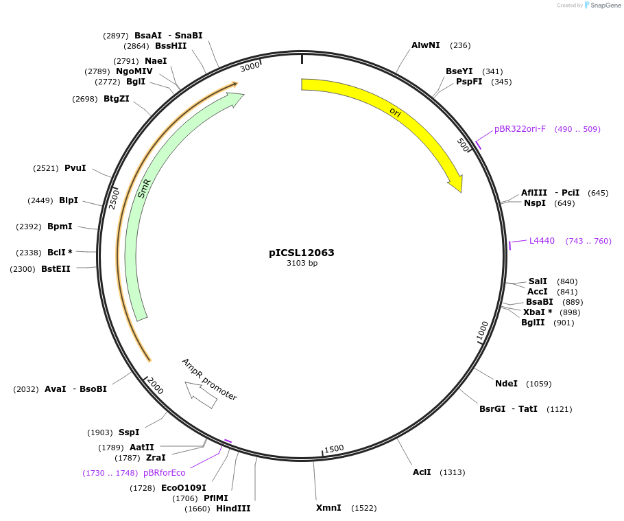 245649-plasmid-map-sequence-id-495390