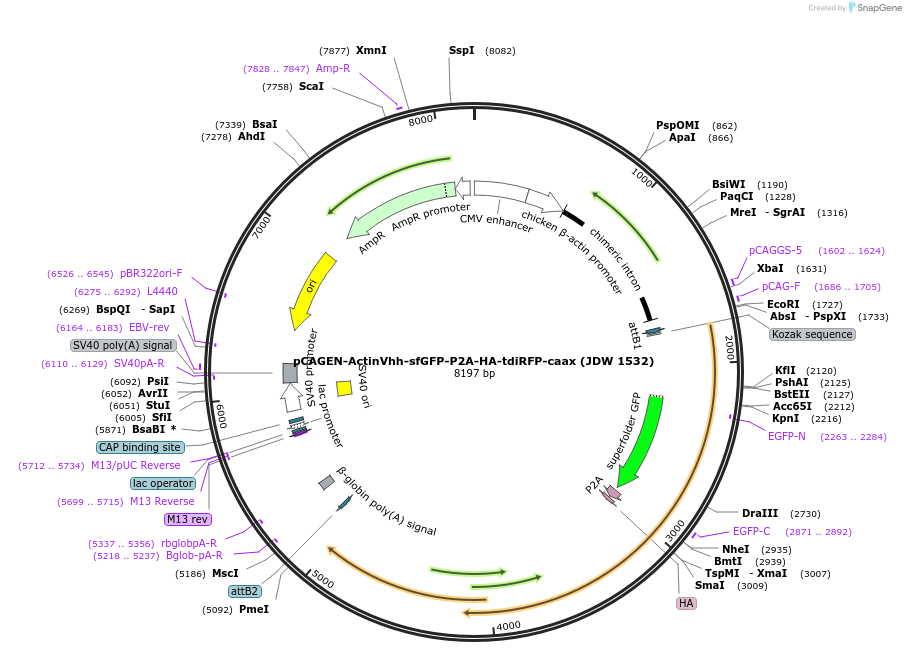 242606-plasmid-map-sequence-id-495400
