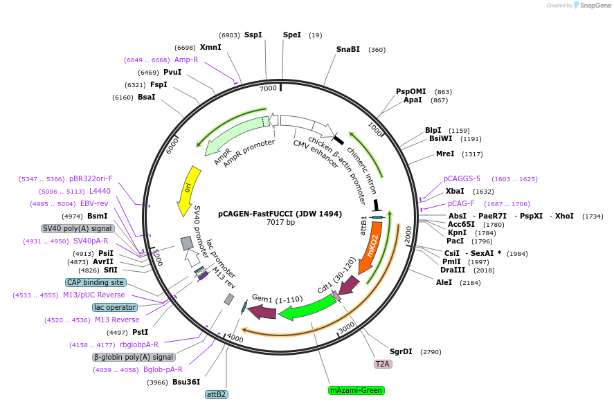 242592-plasmid-map-sequence-id-495403