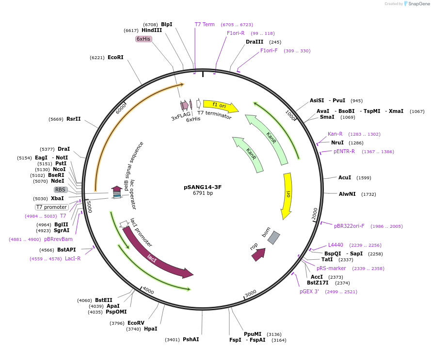 39265-plasmid-map-sequence-id-49542