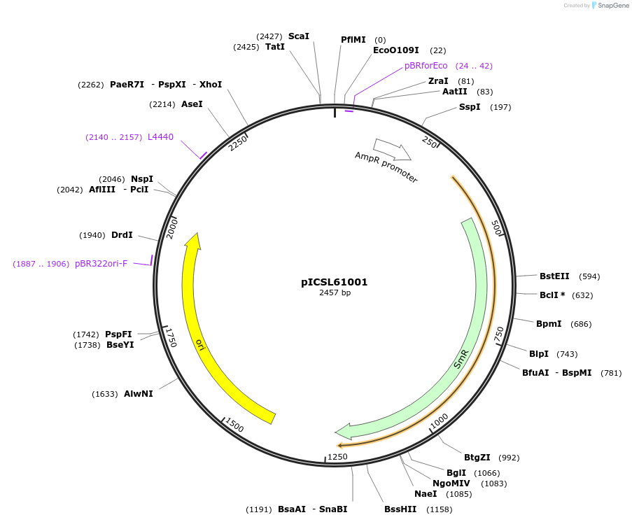 245678-plasmid-map-sequence-id-495422