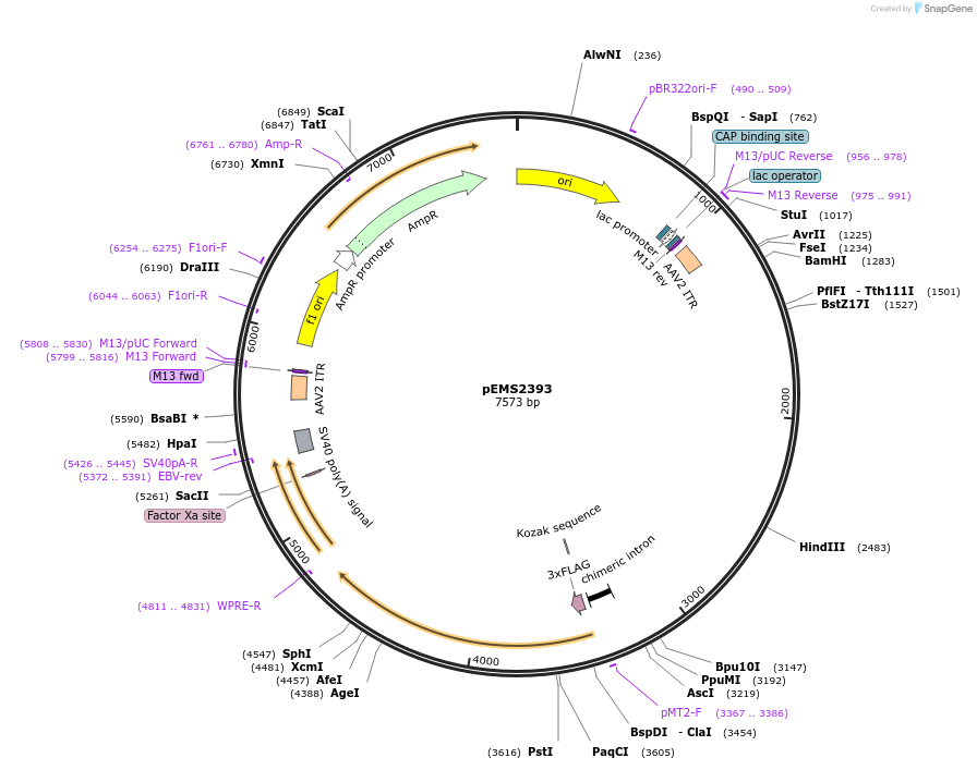 246092-plasmid-map-sequence-id-495423