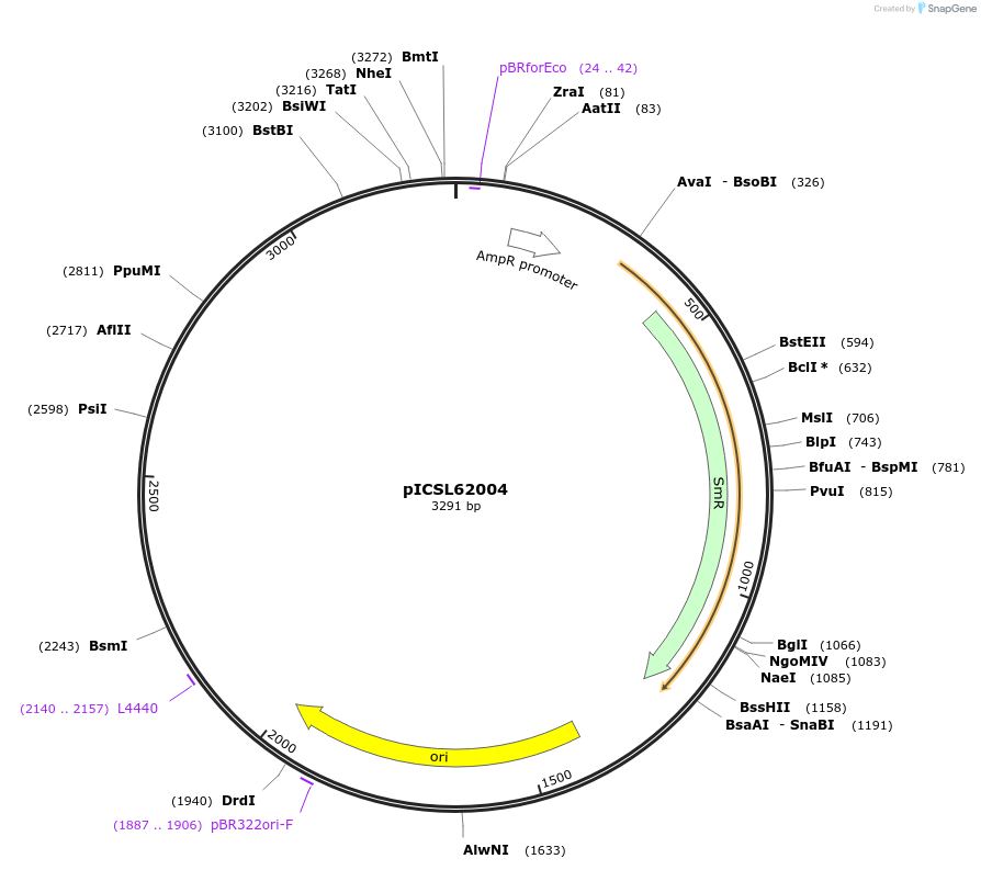 245685-plasmid-map-sequence-id-495429