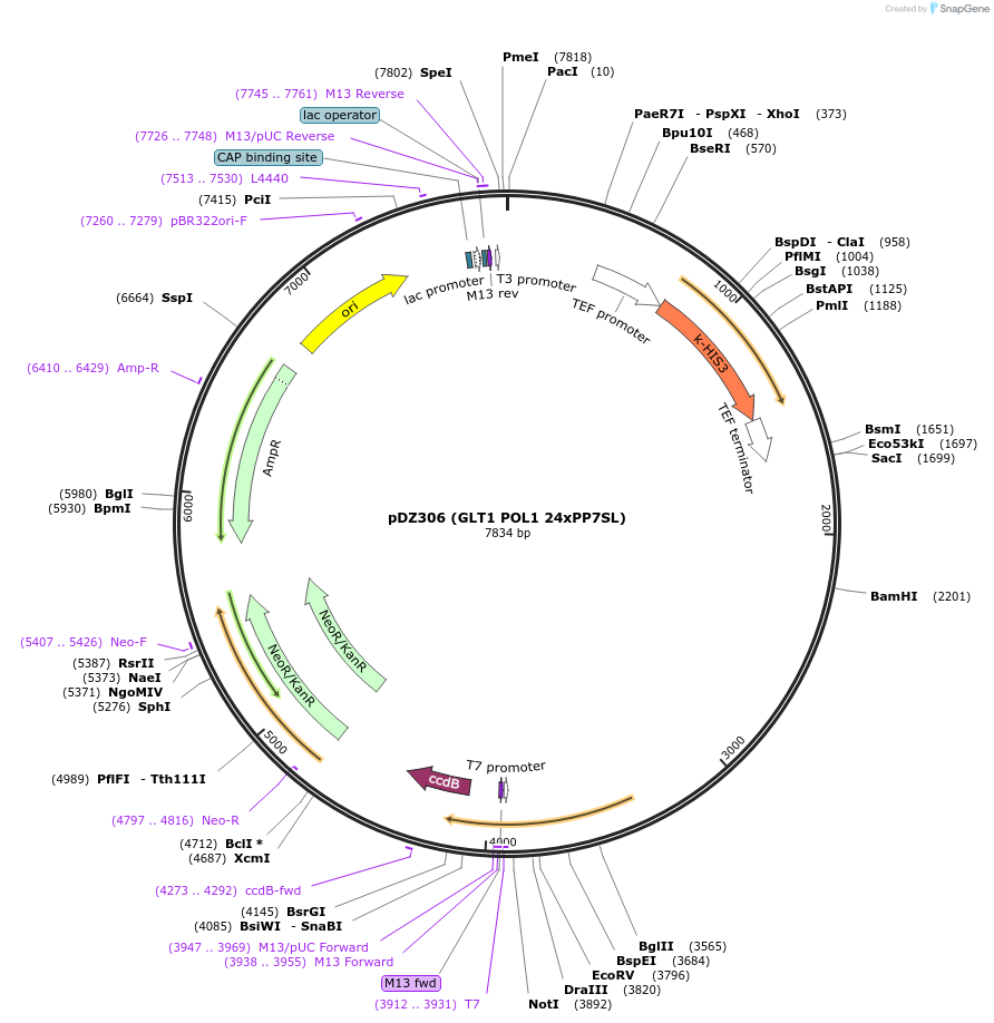 35196-plasmid-map-sequence-id-495443