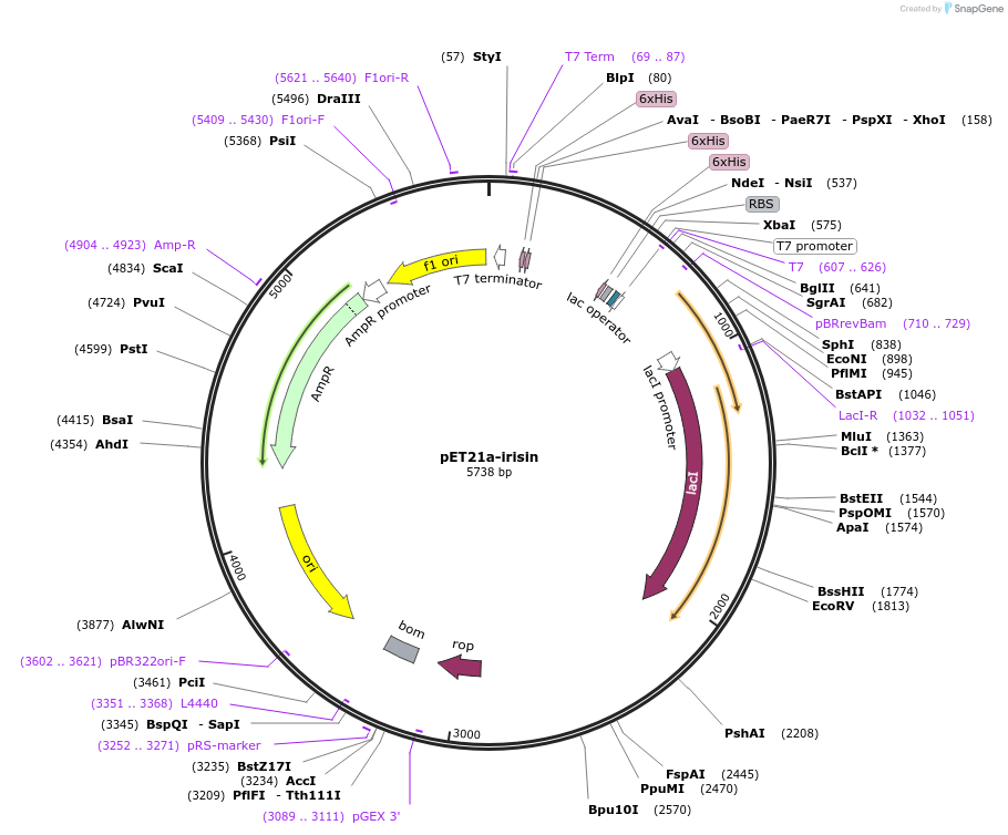 248349-plasmid-map-sequence-id-495447