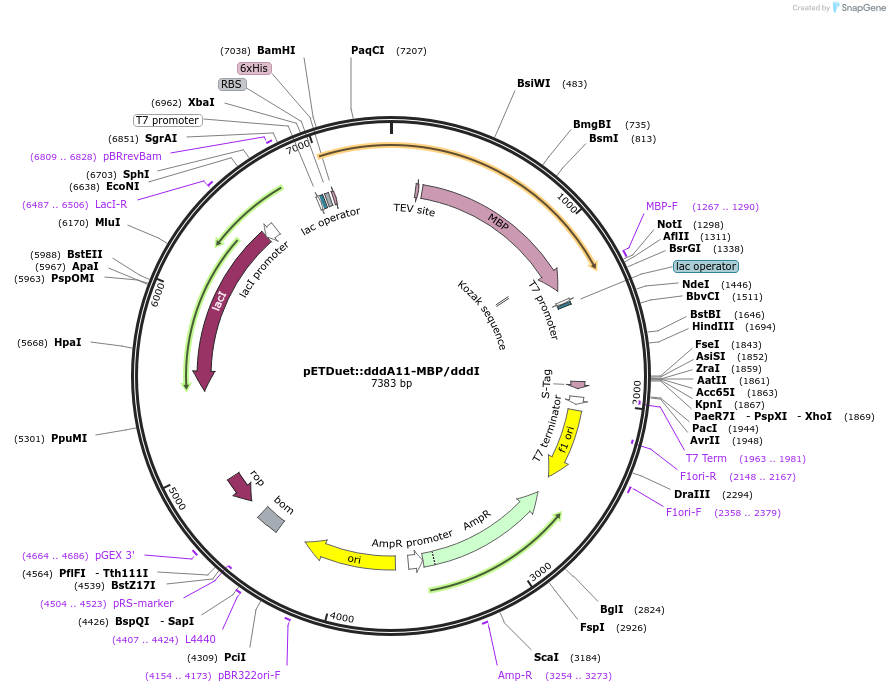 248876-plasmid-map-sequence-id-495453