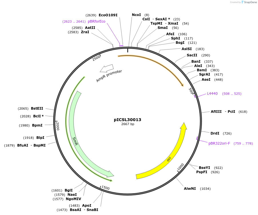 245533-plasmid-map-sequence-id-495464
