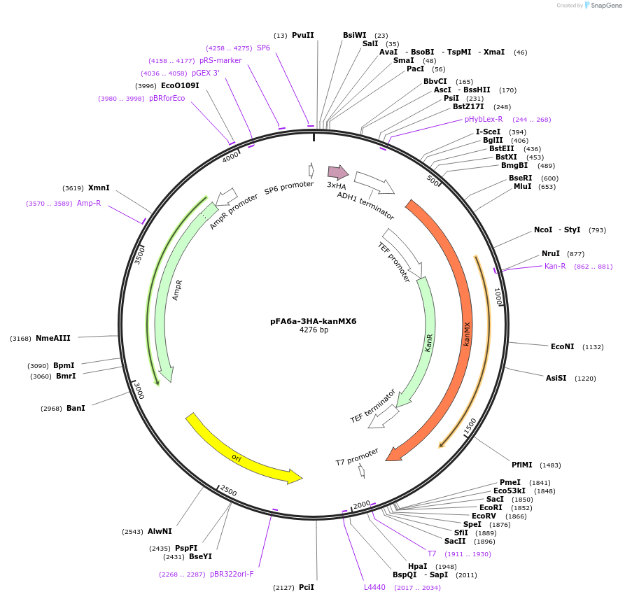 39295-plasmid-map-sequence-id-49547
