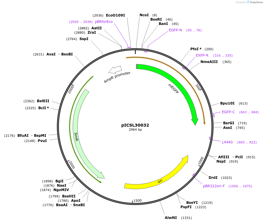 245542-plasmid-map-sequence-id-495471