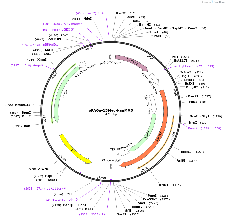 39294-plasmid-map-sequence-id-49548