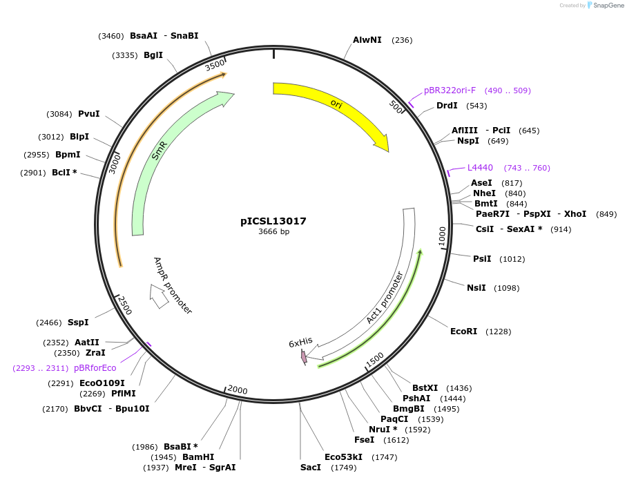 245661-plasmid-map-sequence-id-495484