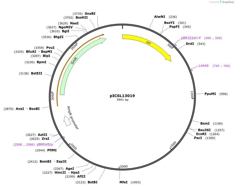 245663-plasmid-map-sequence-id-495485