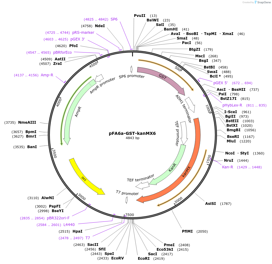 39293-plasmid-map-sequence-id-49549