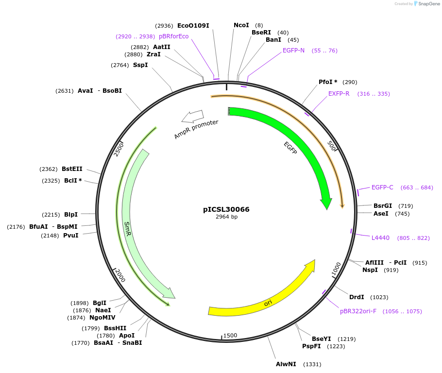 245569-plasmid-map-sequence-id-495493