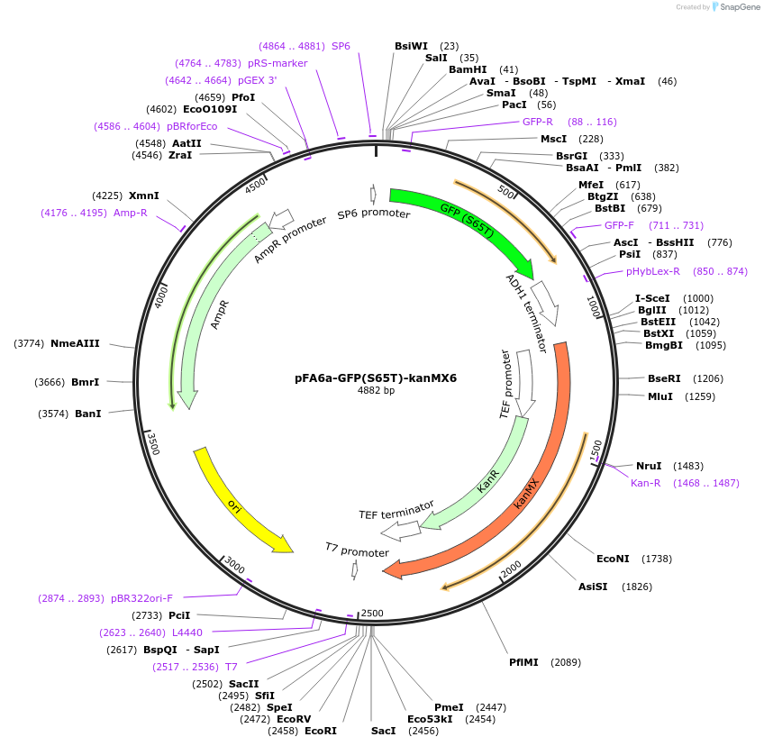 39292-plasmid-map-sequence-id-49550