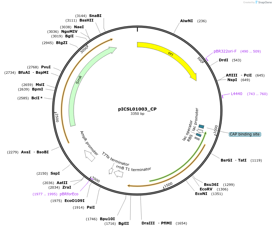 245688-plasmid-map-sequence-id-495507