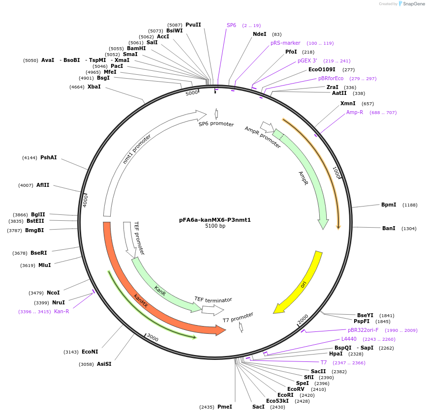 39280-plasmid-map-sequence-id-49551