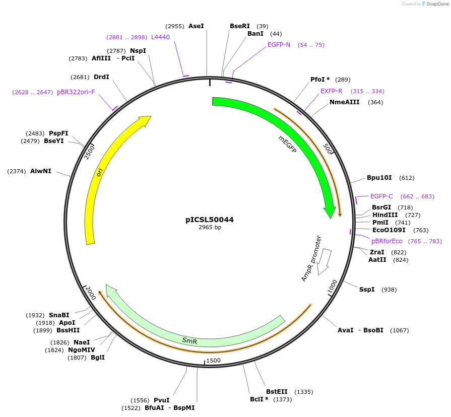 245602-plasmid-map-sequence-id-495517