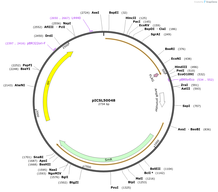 245604-plasmid-map-sequence-id-495519