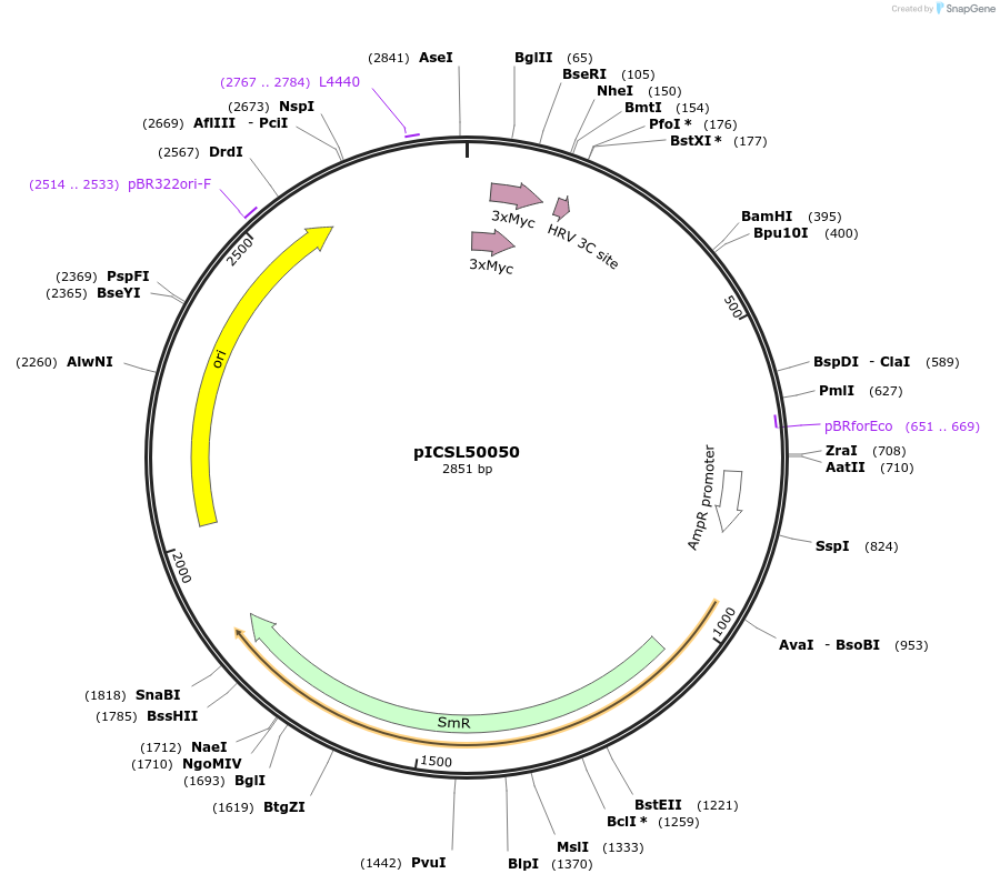 245606-plasmid-map-sequence-id-495521