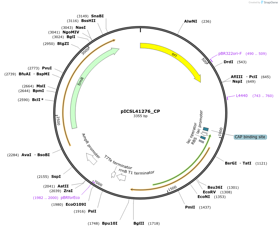 245693-plasmid-map-sequence-id-495522