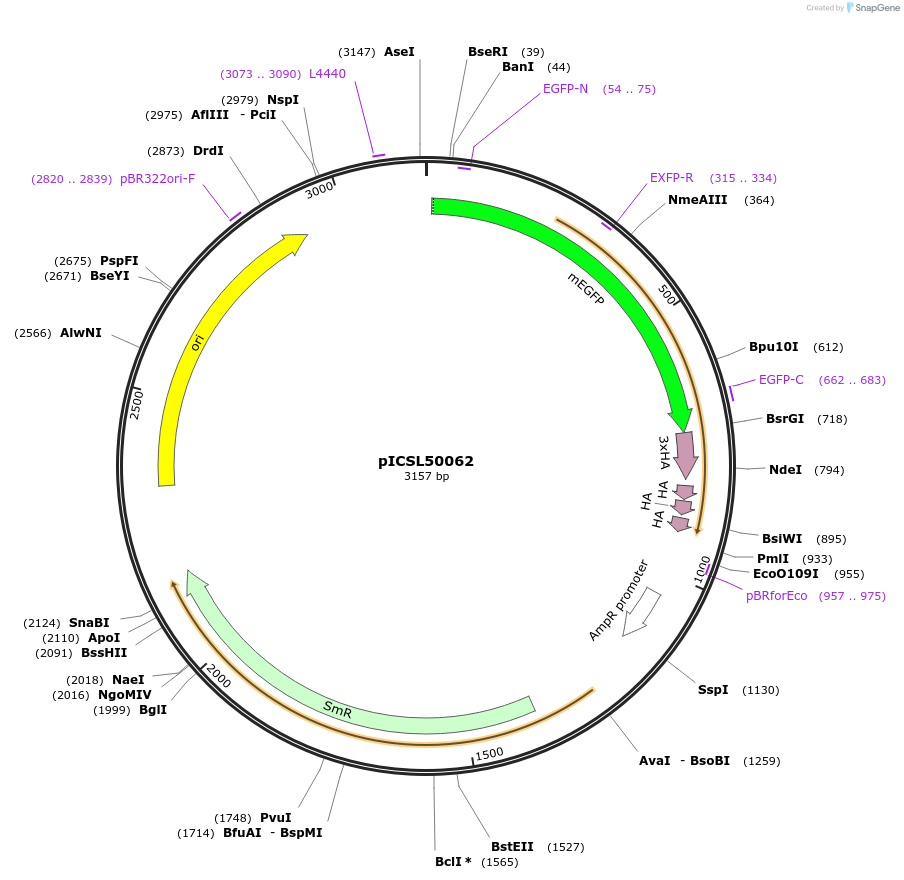 245617-plasmid-map-sequence-id-495527