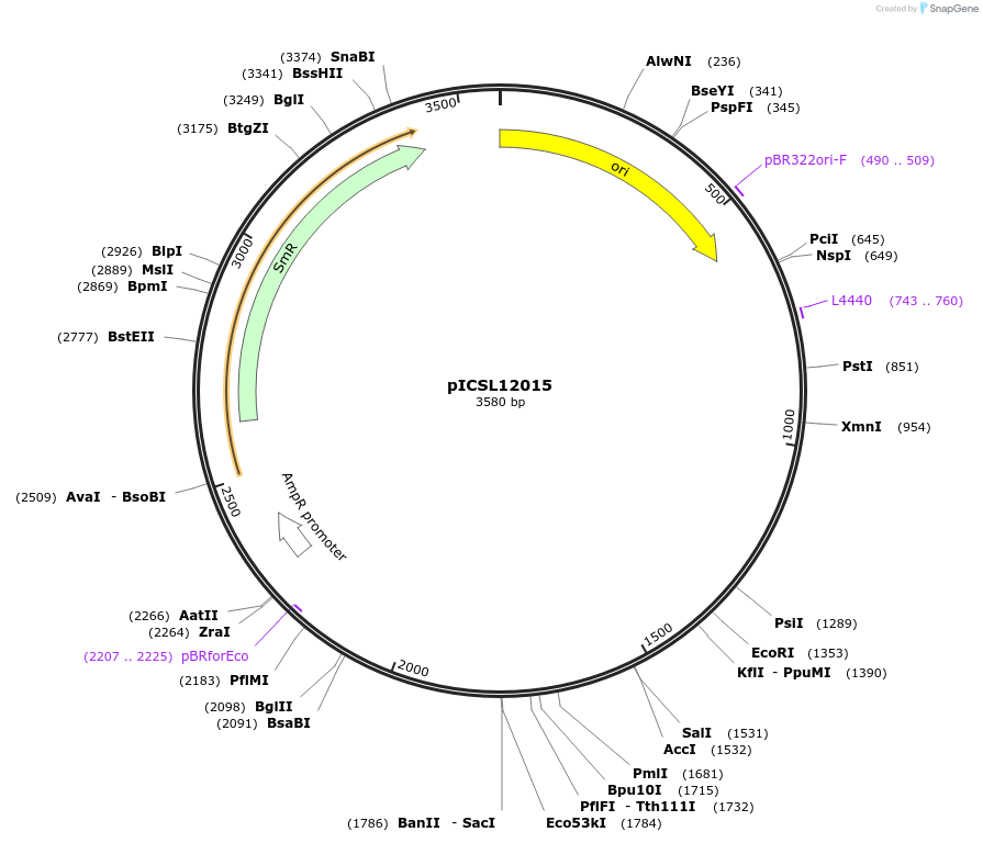 245632-plasmid-map-sequence-id-495530