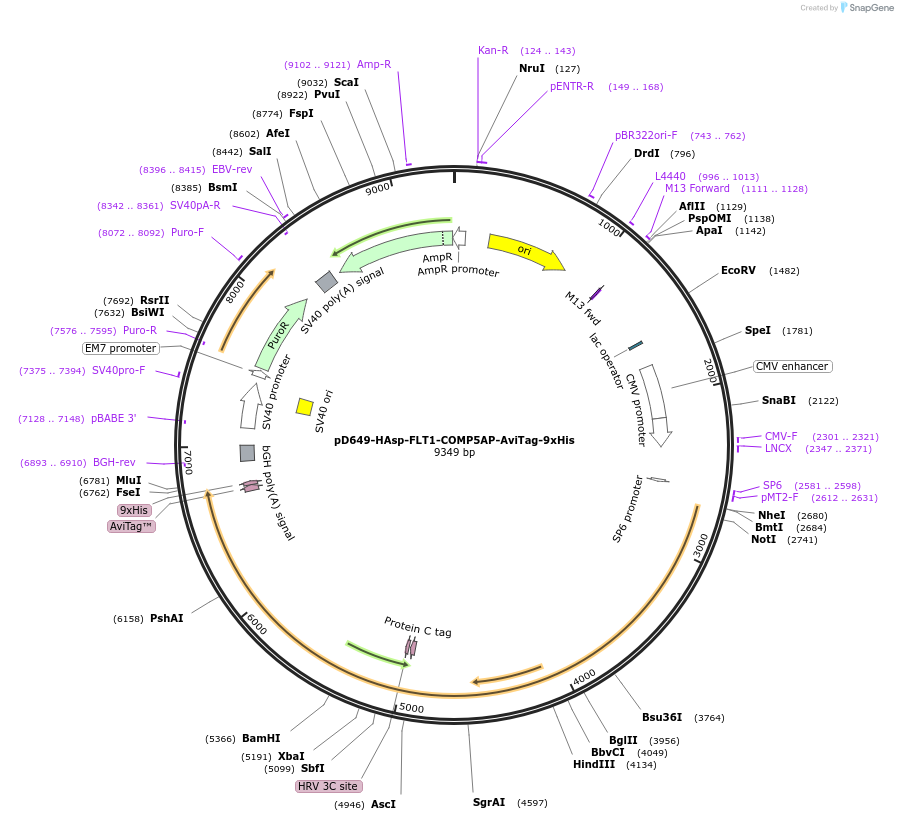 157526-plasmid-map-sequence-id-495543