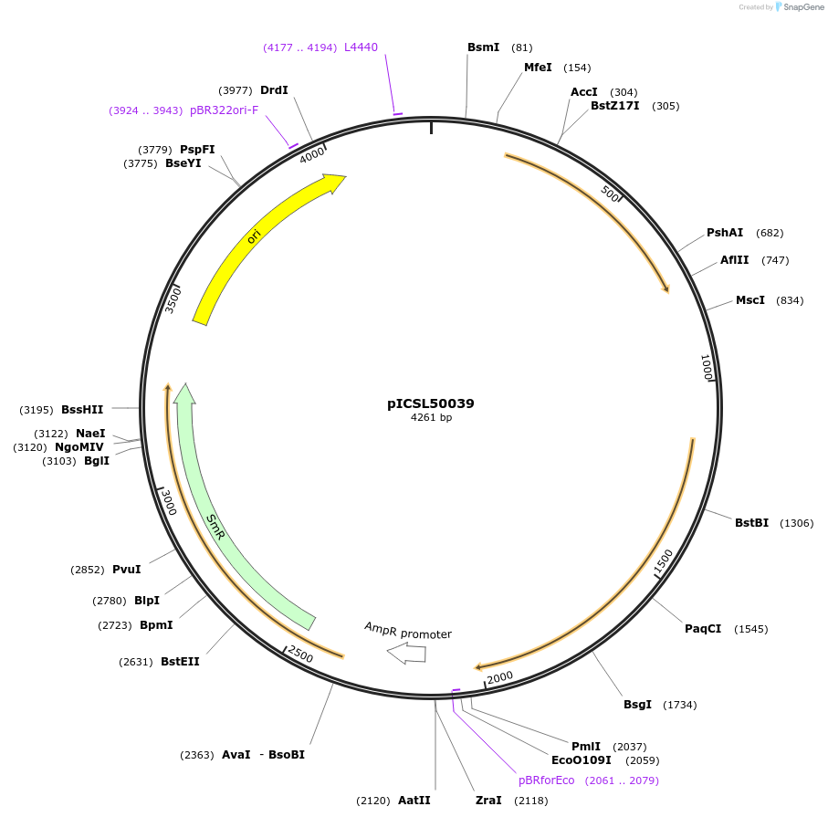 245597-plasmid-map-sequence-id-495576