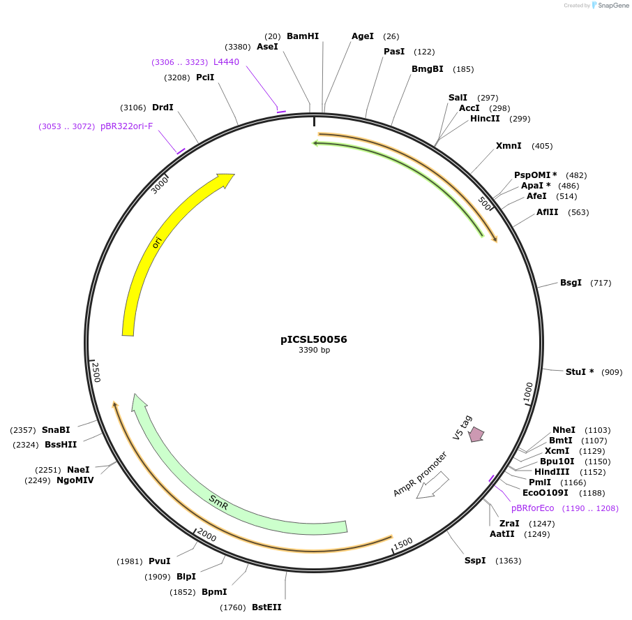 245611-plasmid-map-sequence-id-495583