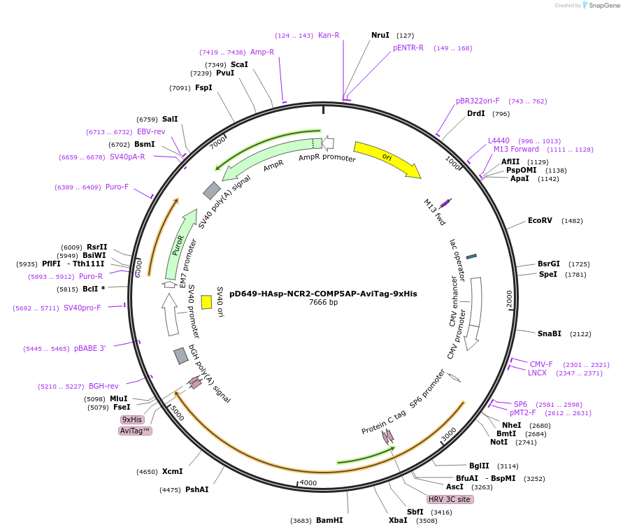 157132-plasmid-map-sequence-id-495587