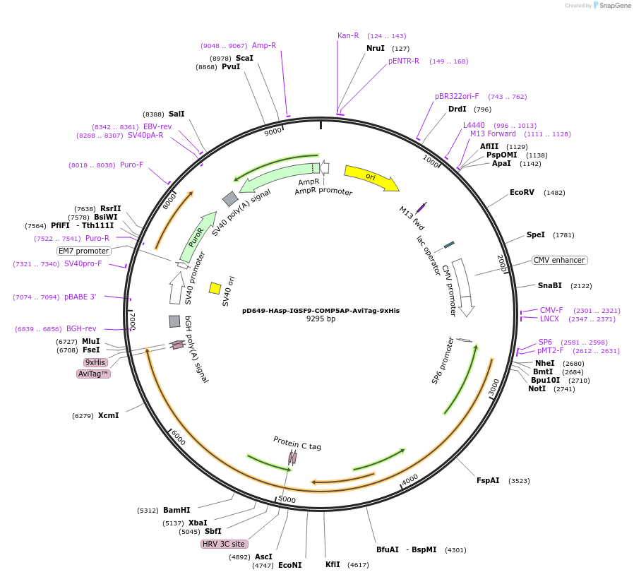 157517-plasmid-map-sequence-id-495588
