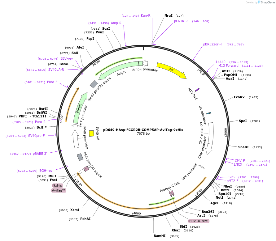 157138-plasmid-map-sequence-id-495598