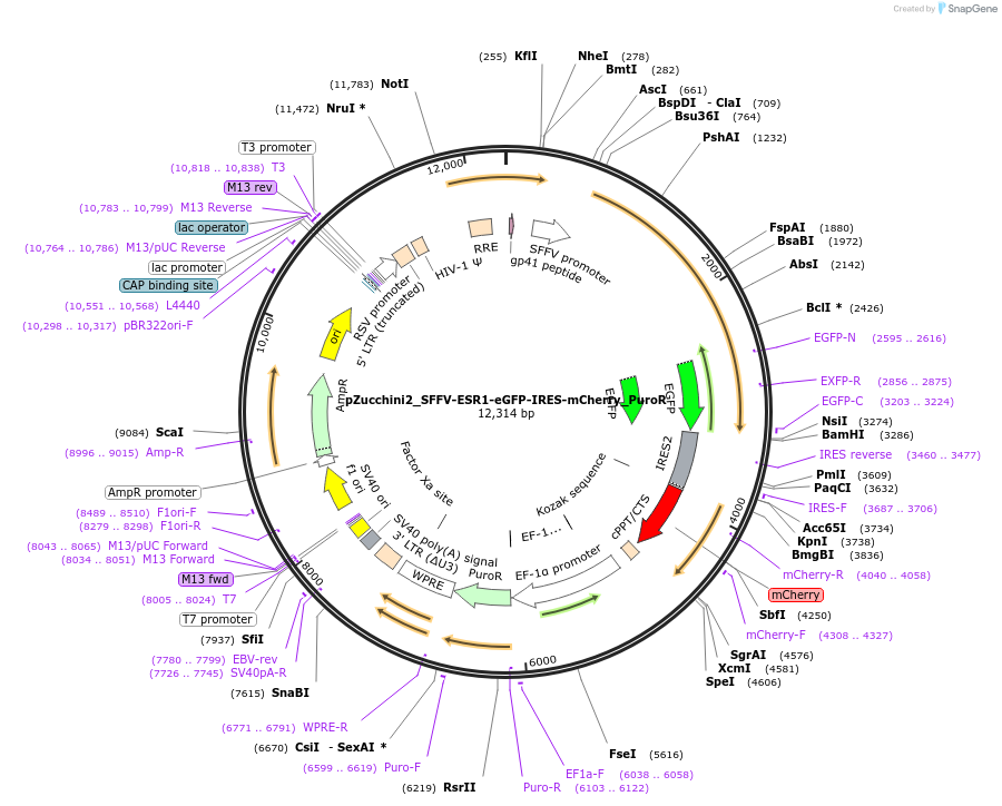 247930-plasmid-map-sequence-id-495607