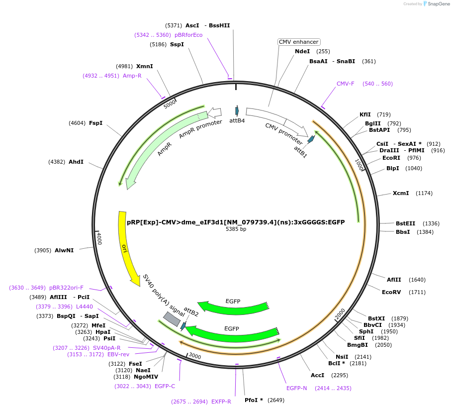 248621-plasmid-map-sequence-id-495608