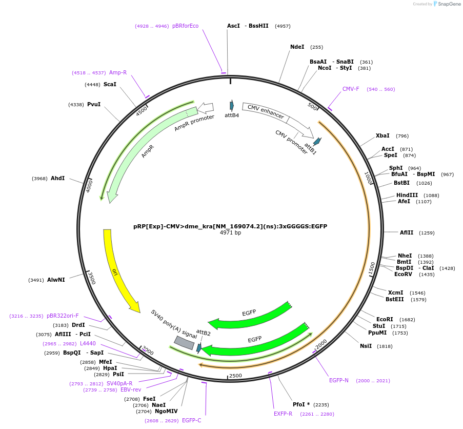 248622-plasmid-map-sequence-id-495609