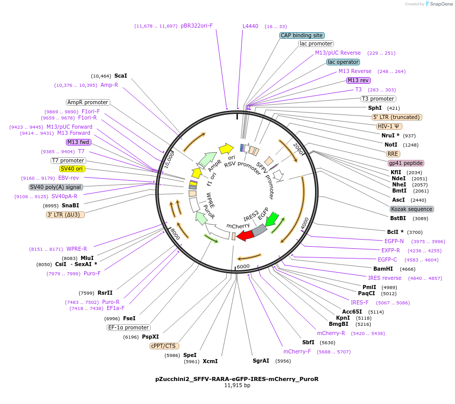 247926-plasmid-map-sequence-id-495610