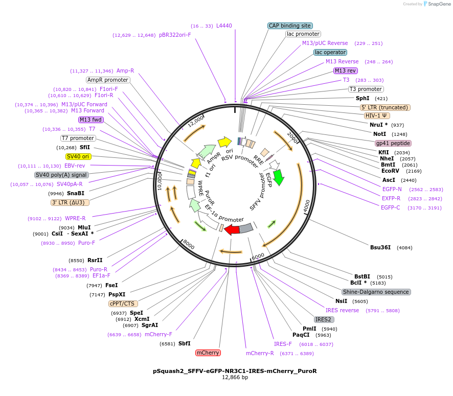 247928-plasmid-map-sequence-id-495611