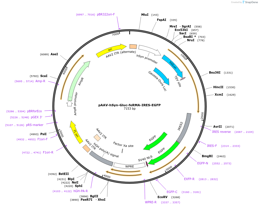 248190-plasmid-map-sequence-id-495612