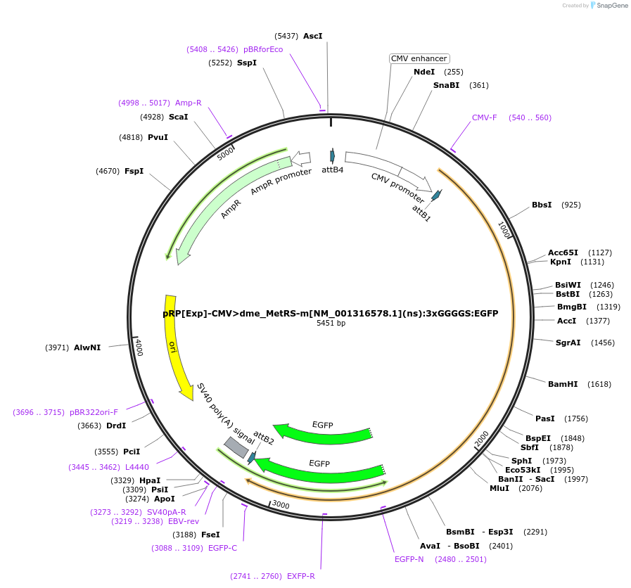 248624-plasmid-map-sequence-id-495614