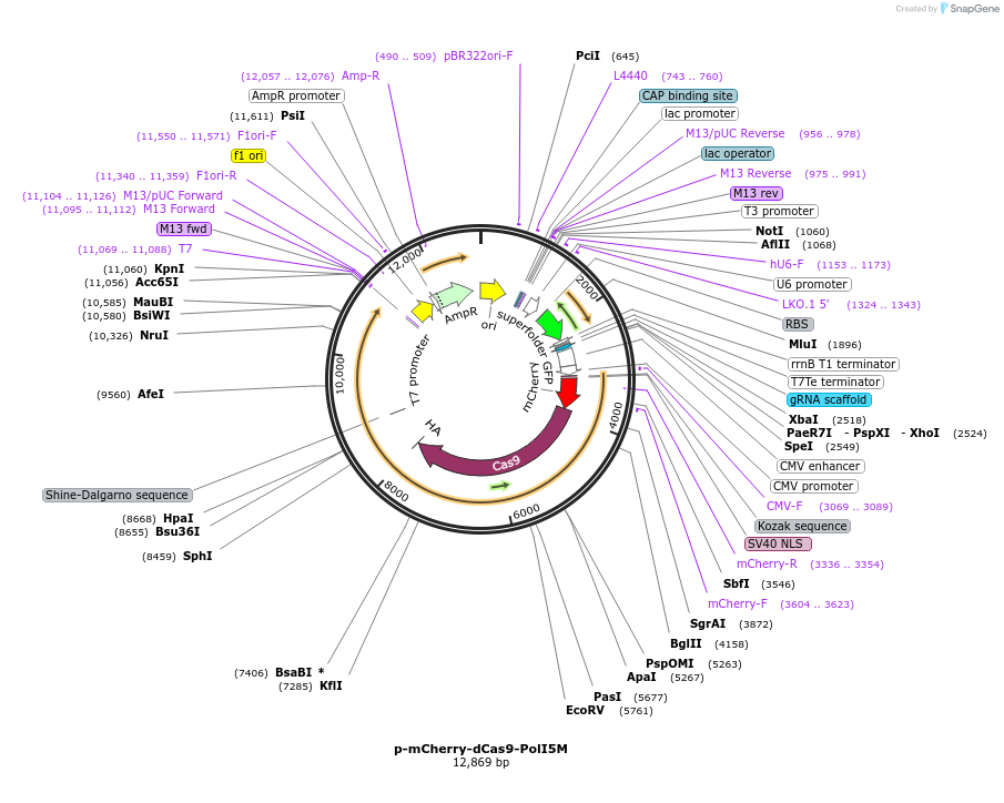 249065-plasmid-map-sequence-id-495616