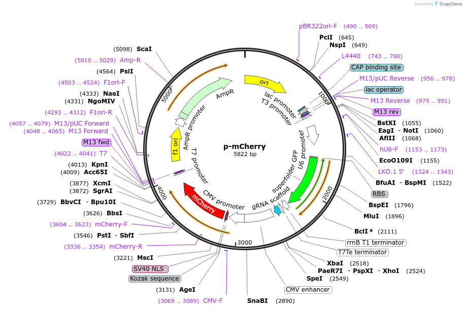 249067-plasmid-map-sequence-id-495617