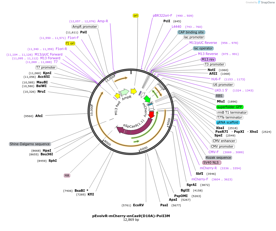 249061-plasmid-map-sequence-id-495618