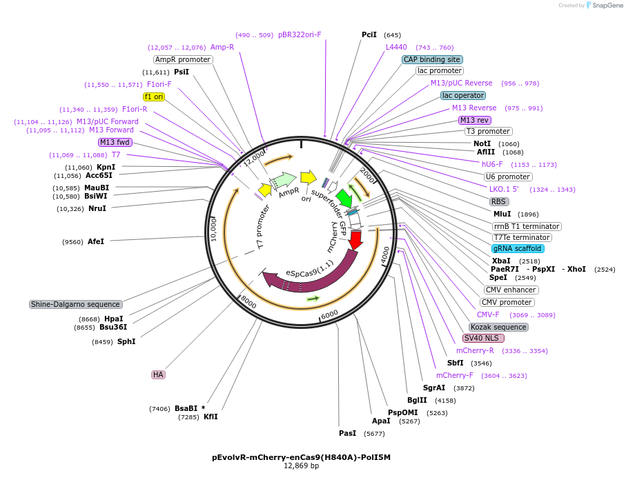 249064-plasmid-map-sequence-id-495619