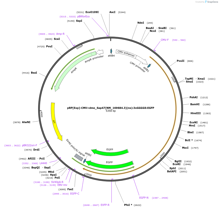 248625-plasmid-map-sequence-id-495620