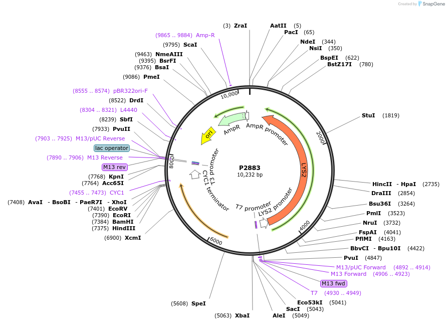 248834-plasmid-map-sequence-id-495624